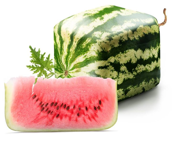 On retrouve des melons carrés au Japon