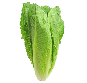 laitue romaine